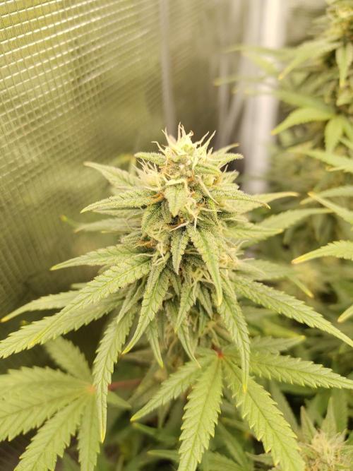 Fast Buds – Mexican Airlines. Week 11