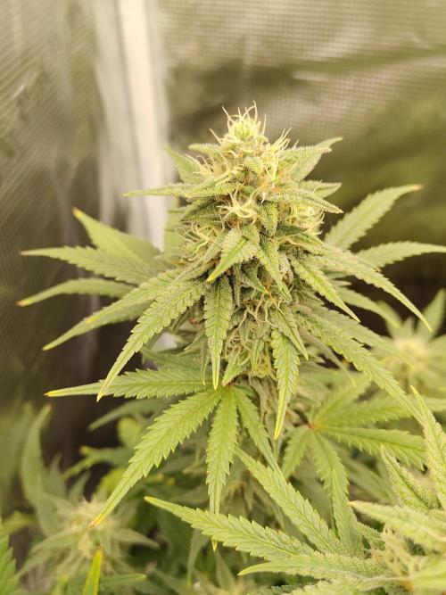 Fast Buds – Mexican Airlines. Week 11
