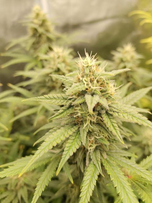 Fast Buds – Mexican Airlines. Week 11