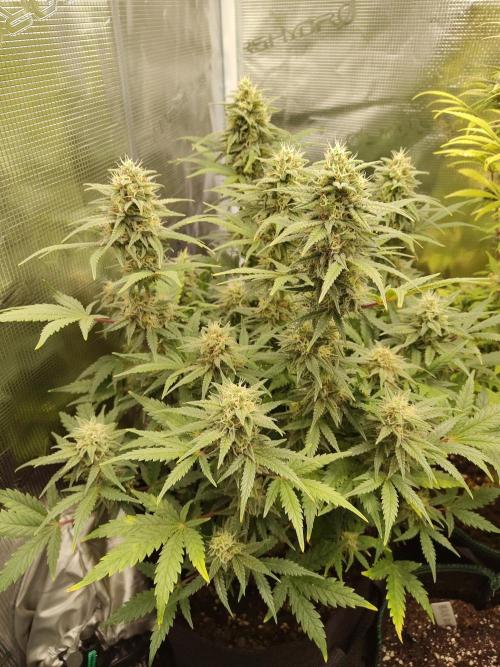 Fast Buds – Mexican Airlines. Week 11