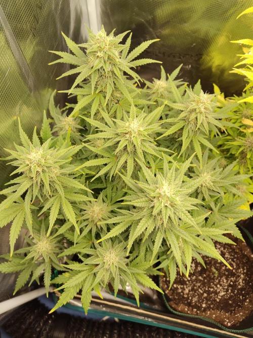 Fast Buds – Mexican Airlines. Week 11