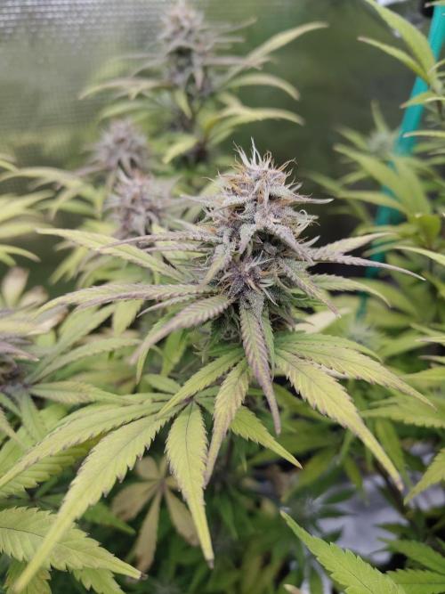 Fast Buds – LDS 25 Automatic. Week 12