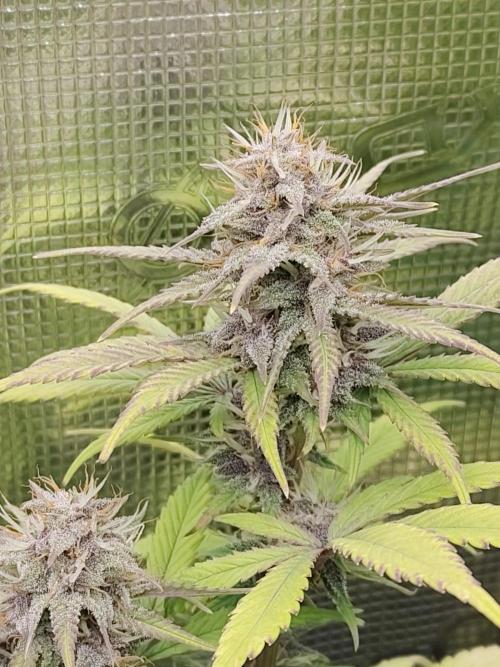 Fast Buds – LDS 25 Automatic. Week 12