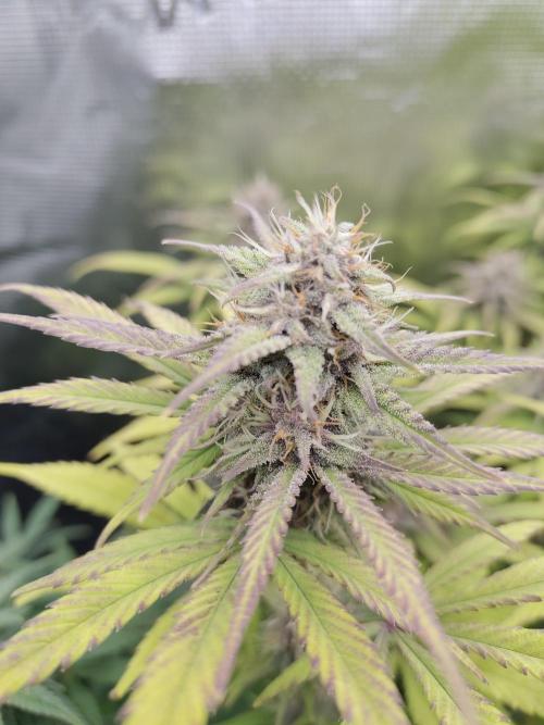 Fast Buds – LDS 25 Automatic. Week 12