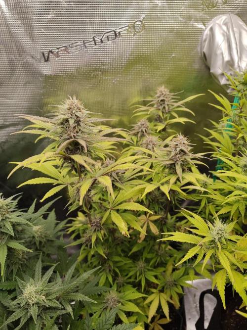Fast Buds – LDS 25 Automatic. Week 12