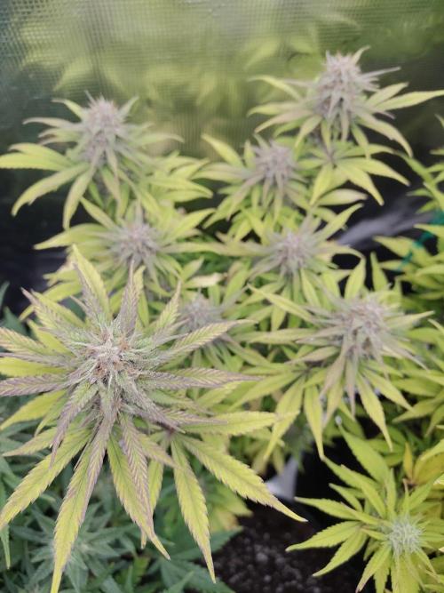 Fast Buds – LDS 25 Automatic. Week 12