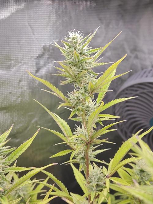 Fast Buds – Jack Herer. Week 11