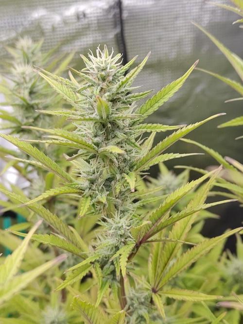 Fast Buds – Jack Herer. Week 11