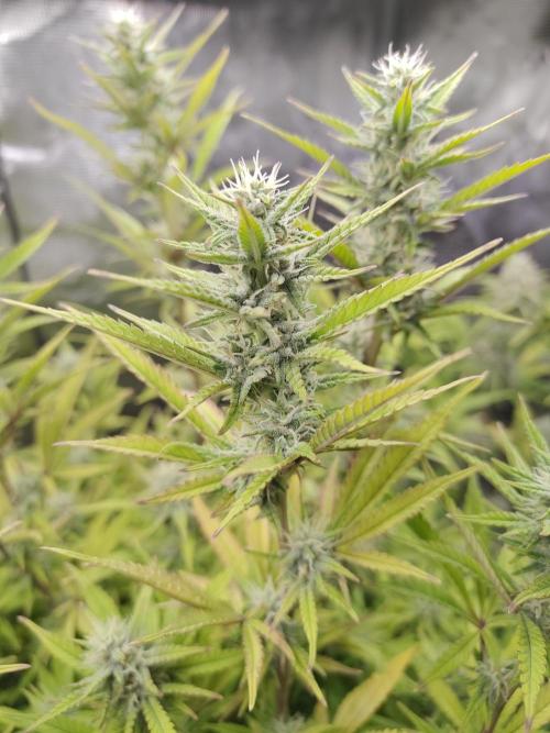 Fast Buds – Jack Herer. Week 11