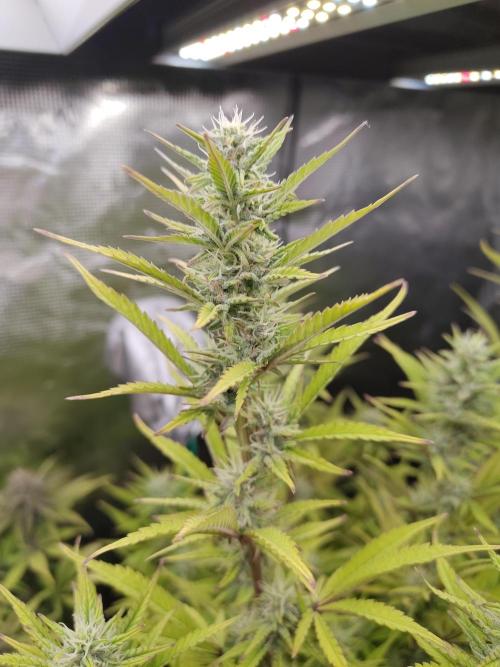 Fast Buds – Jack Herer. Week 11