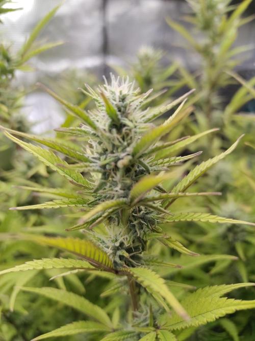 Fast Buds – Jack Herer. Week 11