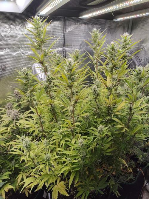 Fast Buds – Jack Herer. Week 11