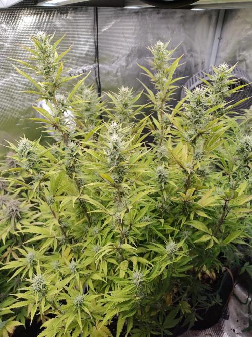 Fast Buds – Jack Herer. Week 11