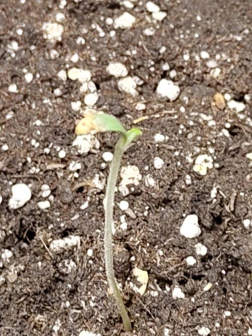 Black Domina Feminized – Sensi Seeds. Week 0