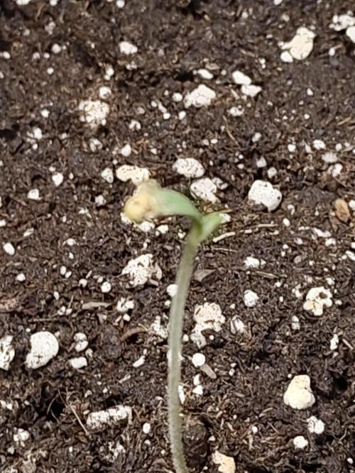 Black Domina Feminized – Sensi Seeds. Week 0