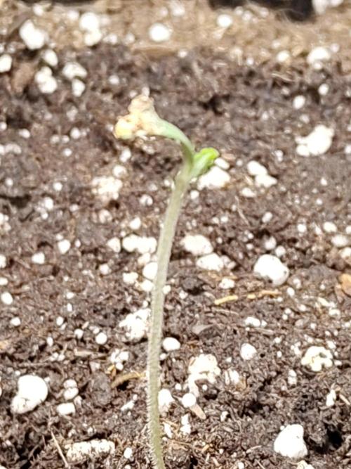 Black Domina Feminized – Sensi Seeds. Week 0