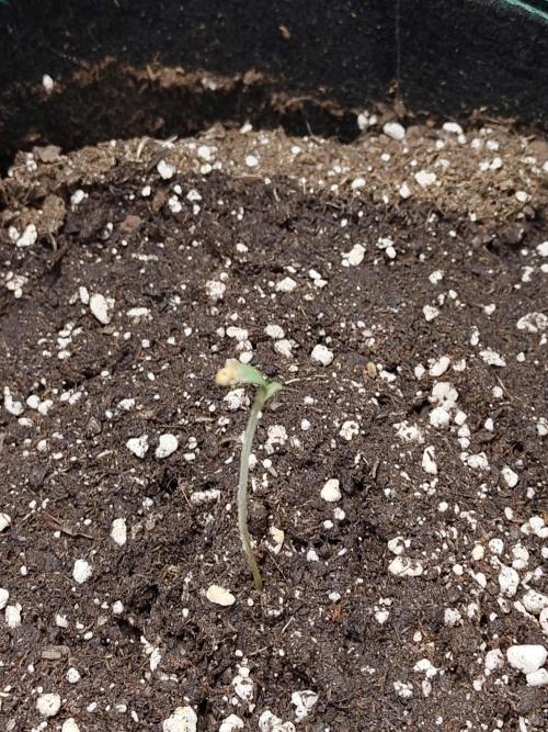 Black Domina Feminized – Sensi Seeds. Week 0