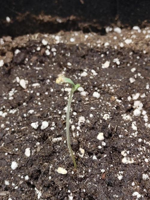 Black Domina Feminized – Sensi Seeds. Week 0