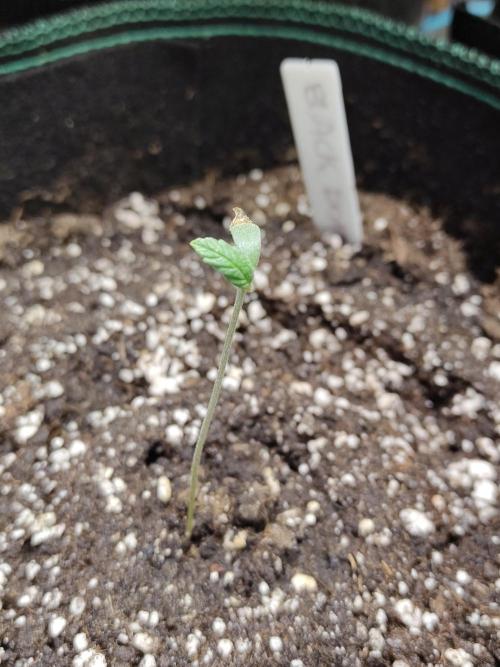 Black Domina Feminized – Sensi Seeds. Week 1
