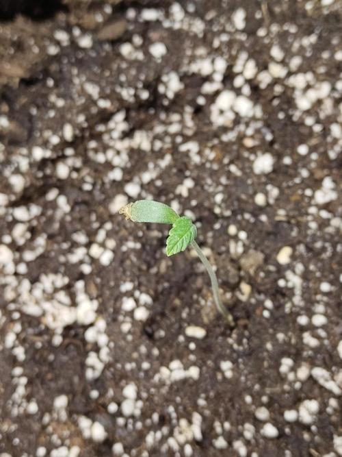 Black Domina Feminized – Sensi Seeds. Week 1