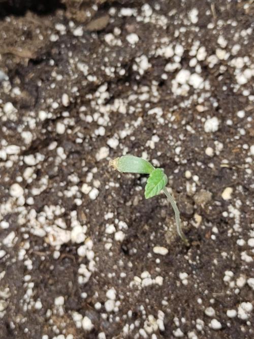 Black Domina Feminized – Sensi Seeds. Week 1
