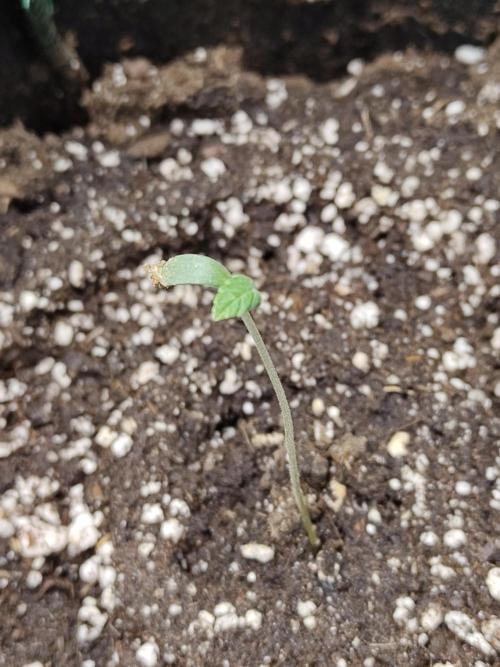 Black Domina Feminized – Sensi Seeds. Week 1