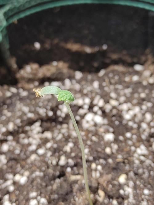 Black Domina Feminized – Sensi Seeds. Week 1