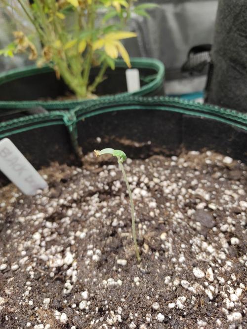 Black Domina Feminized – Sensi Seeds. Week 1
