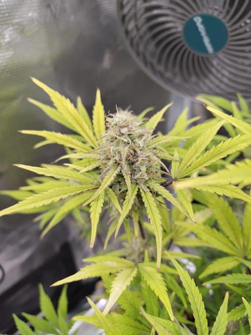 Sensi Seeds – Sticky Orange XXL Auto. Week 12