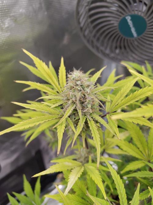 Sensi Seeds – Sticky Orange XXL Auto. Week 12