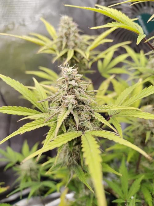 Sensi Seeds – Sticky Orange XXL Auto. Week 12