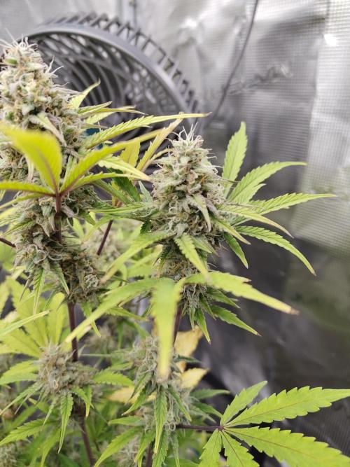 Sensi Seeds – Sticky Orange XXL Auto. Week 12