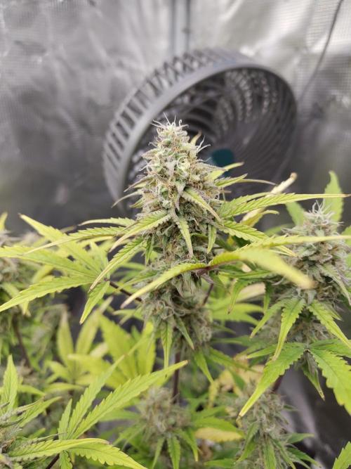 Sensi Seeds – Sticky Orange XXL Auto. Week 12