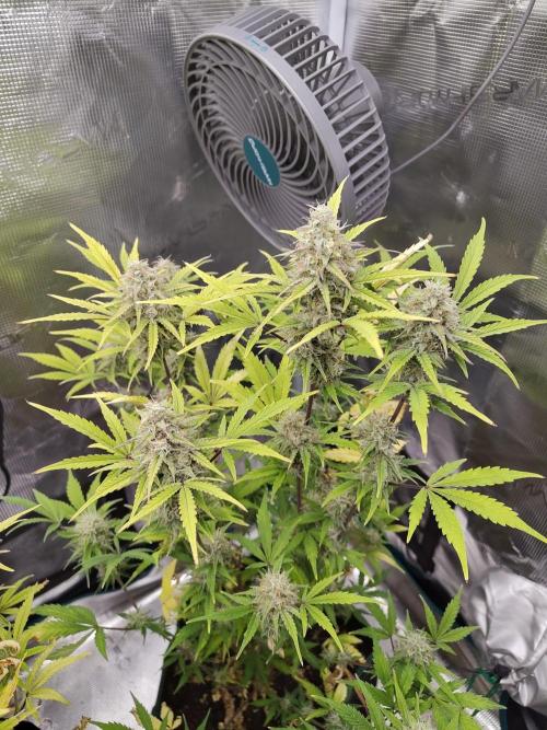 Sensi Seeds – Sticky Orange XXL Auto. Week 12