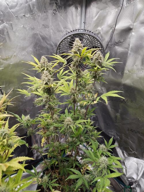 Sensi Seeds – Sticky Orange XXL Auto. Week 12