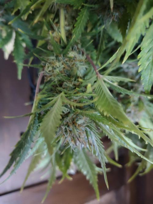 White Label White Diesel Hasze Automatic. Week 13