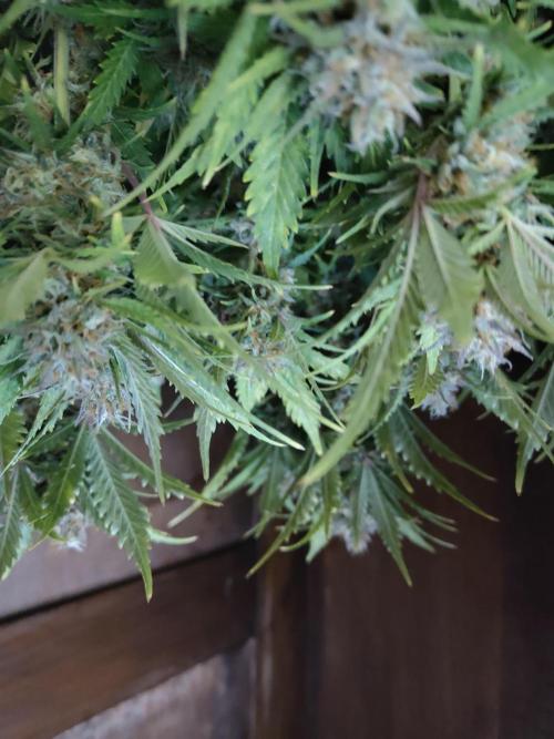 White Label White Diesel Hasze Automatic. Week 13