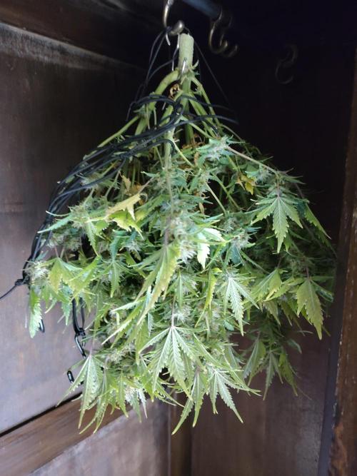 White Label White Diesel Hasze Automatic. Week 13