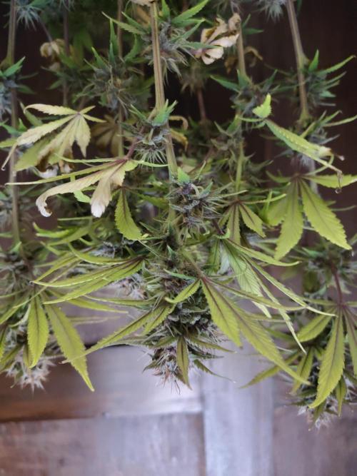 Fast Buds – LDS 25 Automatic. Week 13