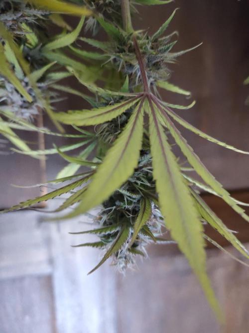 Fast Buds – LDS 25 Automatic. Week 13