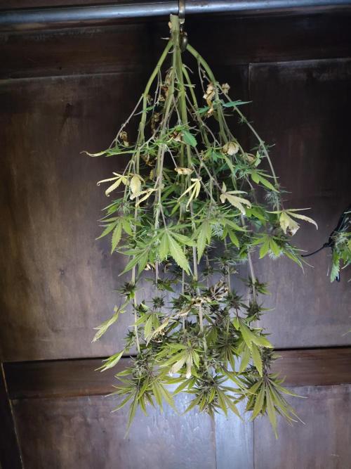 Fast Buds – LDS 25 Automatic. Week 13