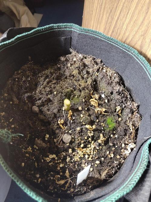 Fast Buds – LDS 25 Automatic. Week 13