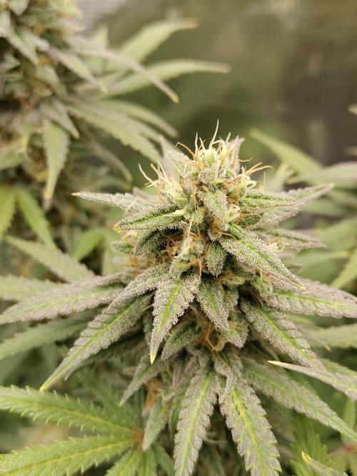 Fast Buds – Mexican Airlines. Week 12