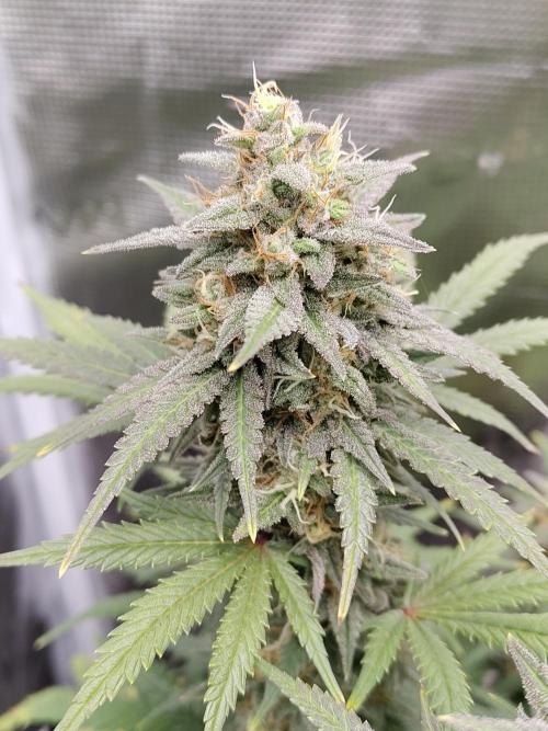 Fast Buds – Mexican Airlines. Week 12