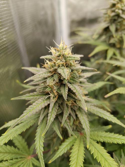 Fast Buds – Mexican Airlines. Week 12