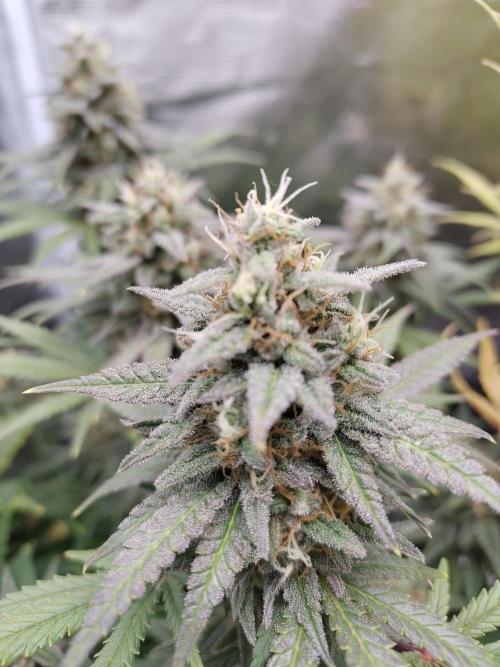 Fast Buds – Mexican Airlines. Week 12