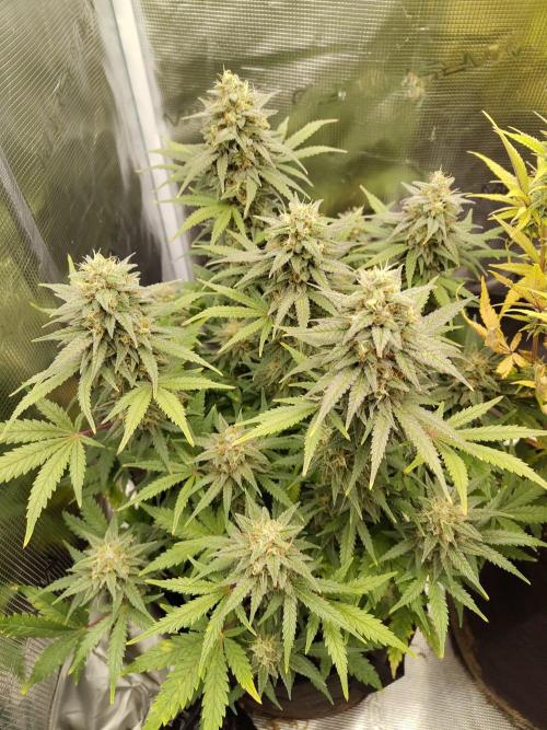 Fast Buds – Mexican Airlines. Week 12