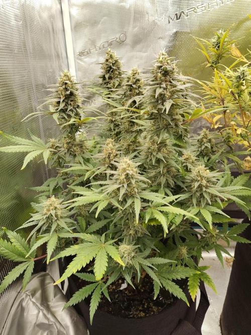 Fast Buds – Mexican Airlines. Week 12