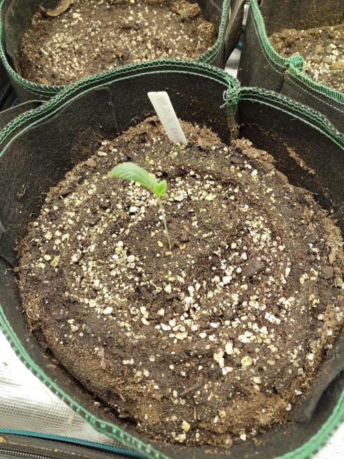 Black Domina Feminized – Sensi Seeds. Week 1