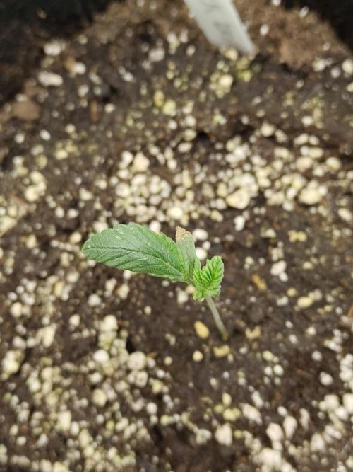 Black Domina Feminized – Sensi Seeds. Week 1